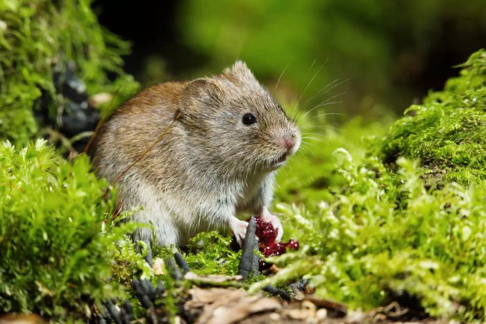 vole-vs-mole-GettyImages-1365209158