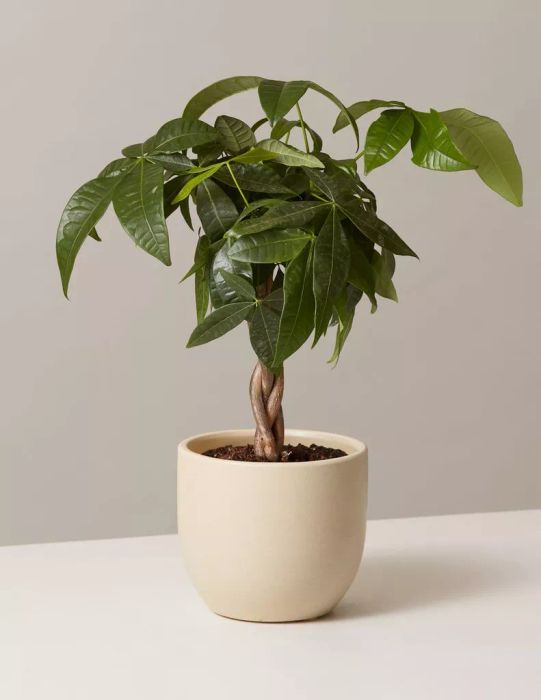 A small money tree with a braided stem in a cream-colored ceramic pot against a white background