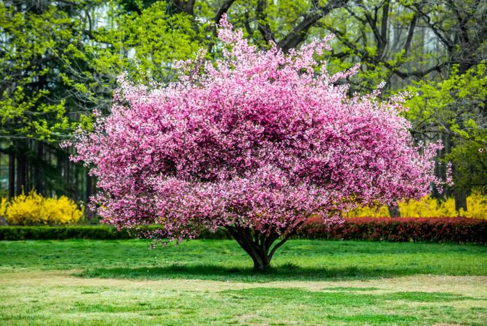 Crabapple tree