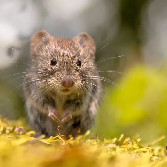 A small burrowing mammal called a vole.