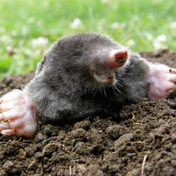 mole emerging from a molehill