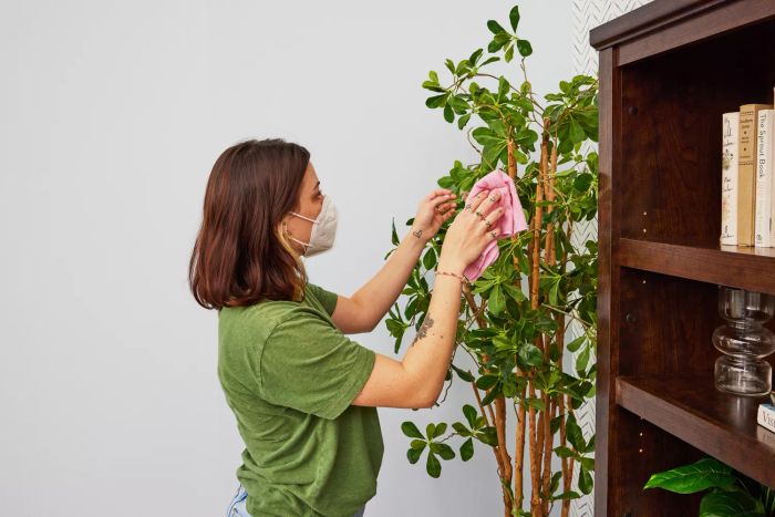A person is cleaning a fake plant using the Amazon Basics Microfiber Cleaning Cloths.