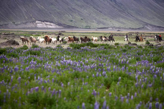 Lupines and horses in Iceland