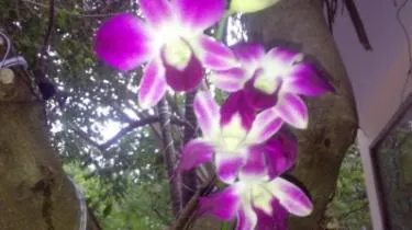 Ảnh An Phu Hotel and Spa