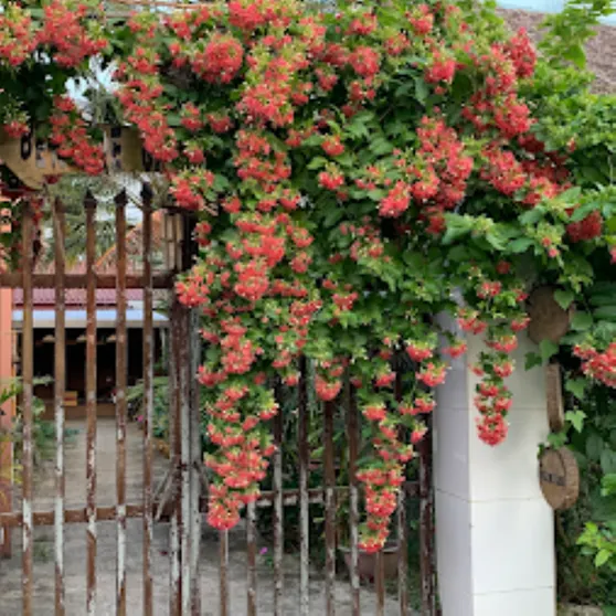 Ảnh Phúc Sinh Homestay