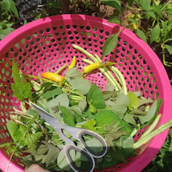 Ảnh Tiệm nhà 2Yên - Yên Yên Farm