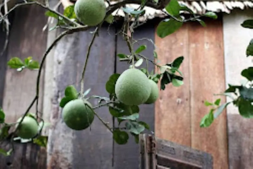 Ảnh Nhơn Thạnh Homestay