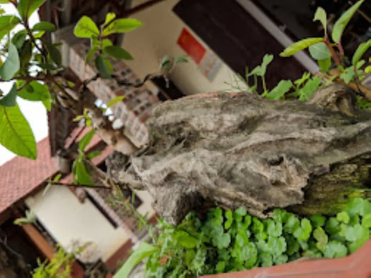 Ảnh Country House Homestay Tam Coc