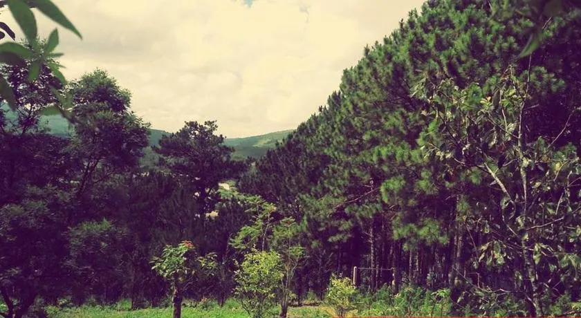 Ảnh Pine Hill Homestay Dalat