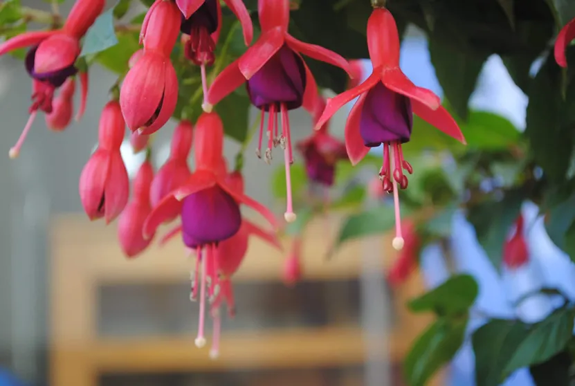 Ảnh Khách sạn Botanic Sapa (Botanic Sapa Hotel)