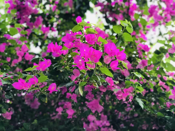 Ảnh Sen Boutique Homestay