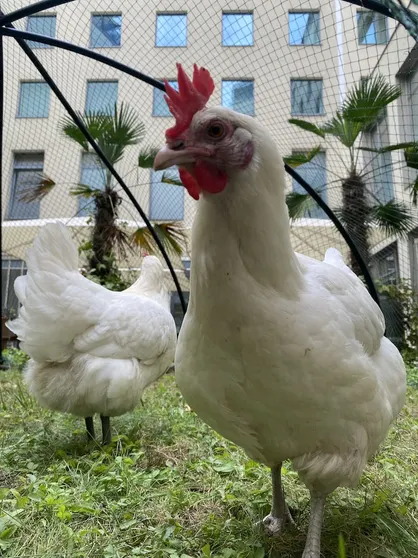 Ảnh Lindner Hotel Berlin Ku’damm, part of JdV by Hyatt