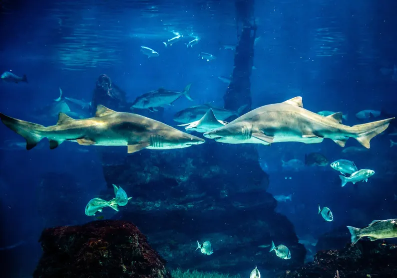 Ảnh Apartment Rambla Catalunya City Center