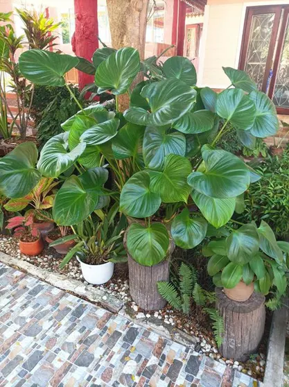 Ảnh Vimanmek Resort