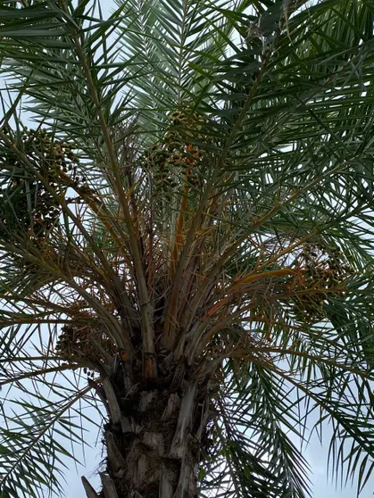 Ảnh Đất Quảng Vila