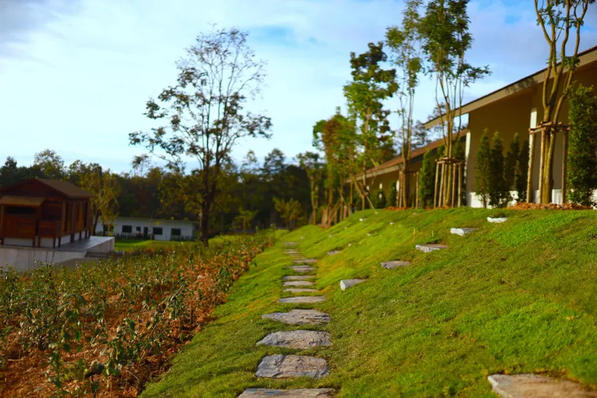 Ảnh PASSA ผัสสะ Tea Plantation @Mae On