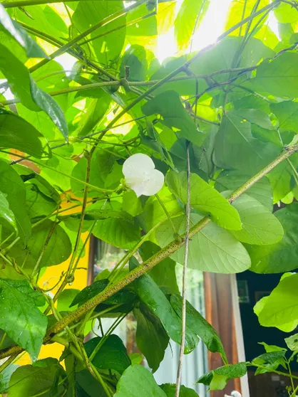 Ảnh Nhà của Nếp