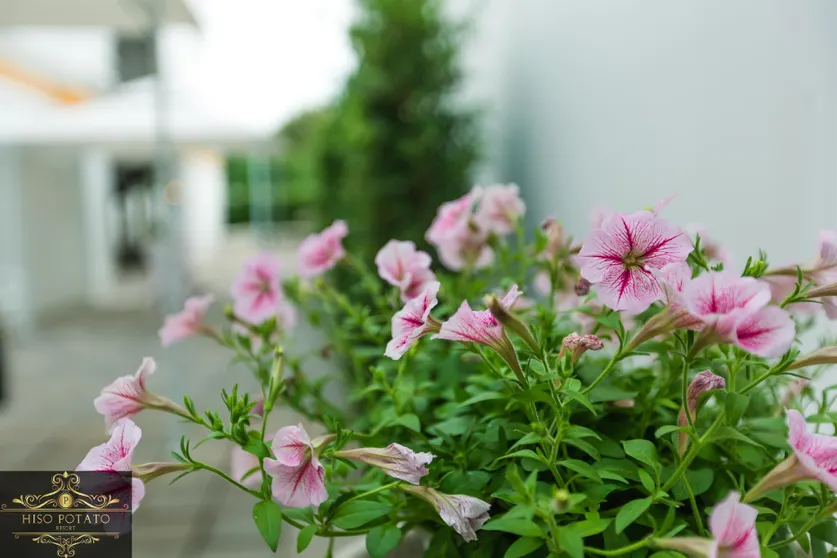 Ảnh Hiso Potato Resort