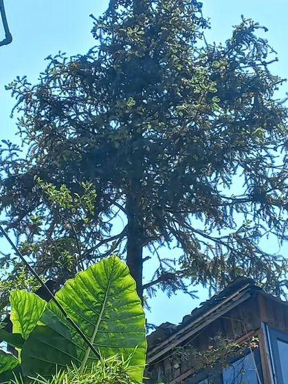 Ảnh Valley View Homestay