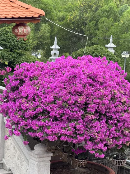 Ảnh Hoa Giấy Hilltop Retreat