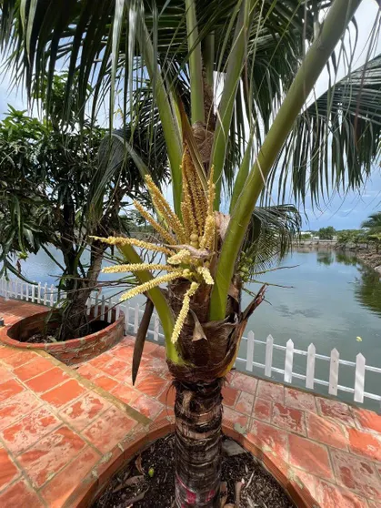 Ảnh Resort Mộc Hồ