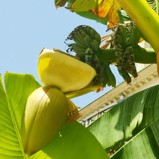Ảnh Les Palmiers Chambres d'Hôtes