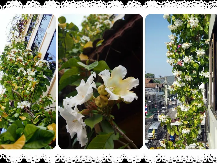 Ảnh Panorama Hotel