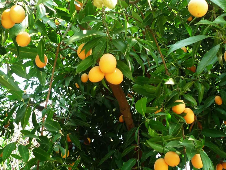 Ảnh Doembang Villa