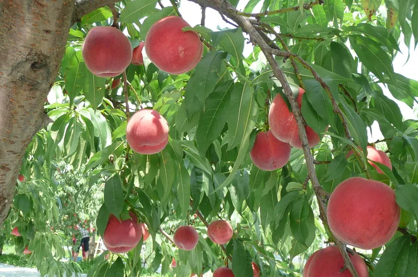 Ảnh Kai Resort Hotel