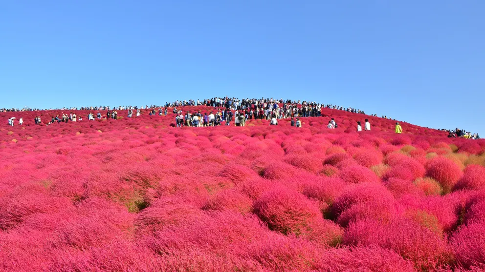 Ảnh Kamenoi Hotel Oarai