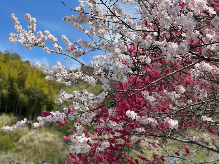 Ảnh Kinosato Yamanoyu