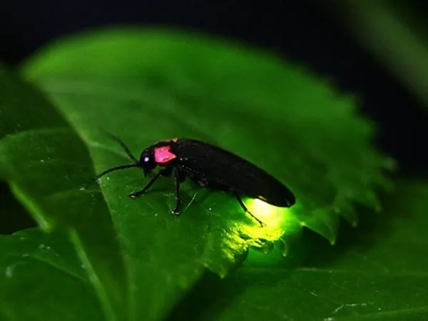 Ảnh Okunoin Hotel Tokugawa