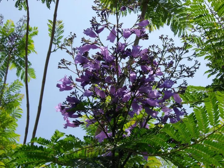 Ảnh Obama Onsen Tsutaya Ryokan