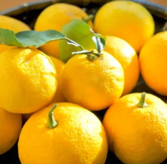 Ảnh Ogano Onsen Suzaki Ryokan