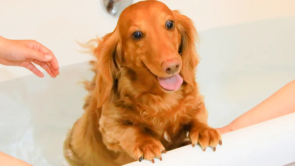 Ảnh Beppu Onsen Wanko no Yado Yururi