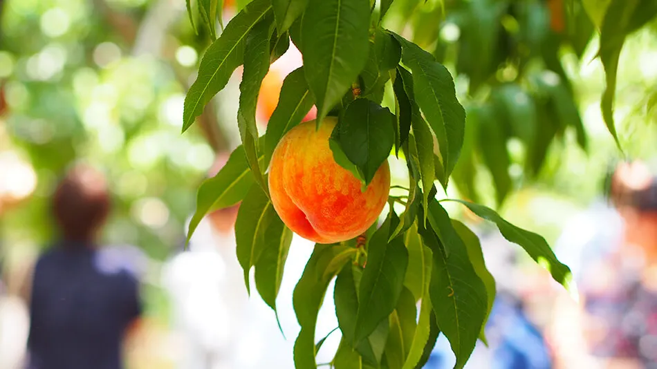 Ảnh Isawa Onsen Hotel Hanaisawa