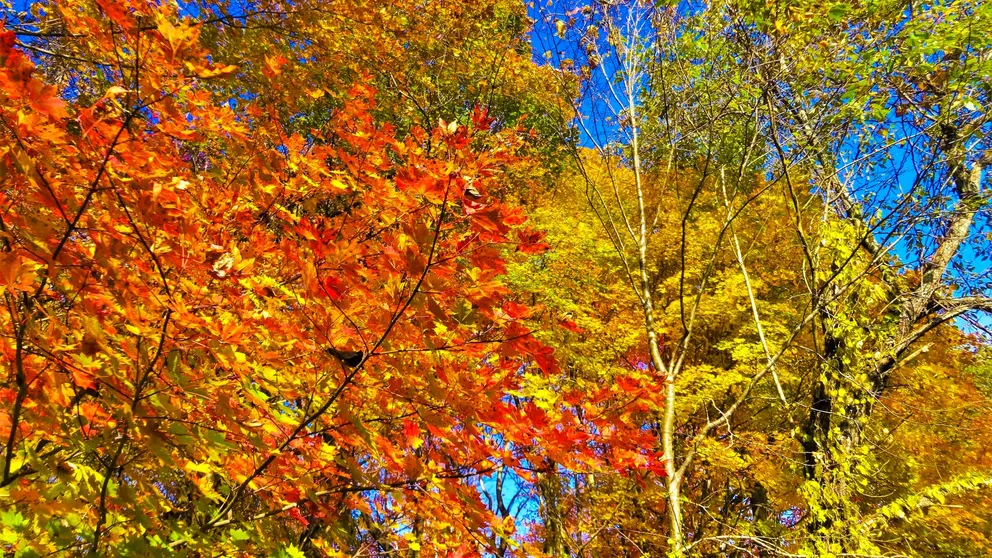 Ảnh Urabandai Onsen Center