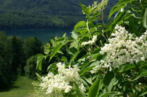 Ảnh Appartementhaus Grill