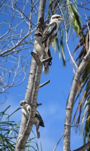 Ảnh South Pacific Bed & Breakfast