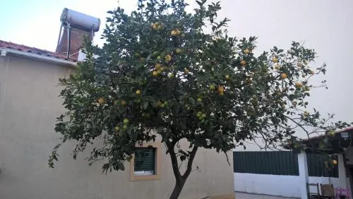 Ảnh Casa do Limoeiro