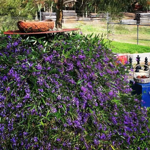 Ảnh WA Wilderness Pemberton