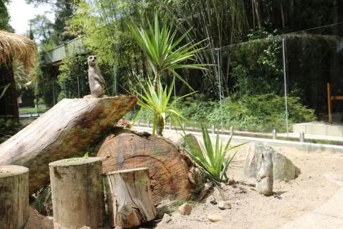 Ảnh Jamala Wildlife Lodge