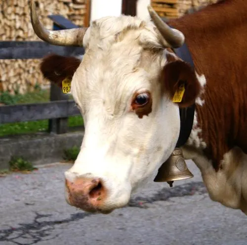 Ảnh All Inclusive Hotel Bachmayerhof