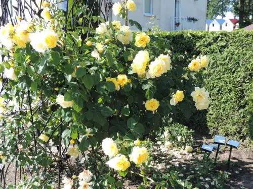 Ảnh Apartamenty Zuza Rewal blisko plaży