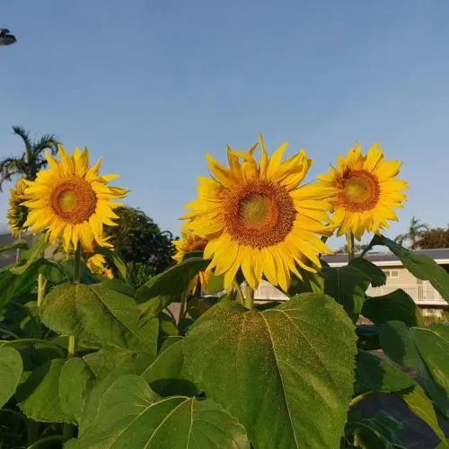Ảnh Palm Royale Cairns Resort