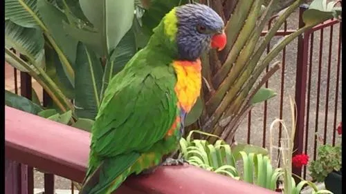 Ảnh The Peninsular Apartments