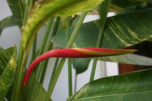 Ảnh Vimean Sovannaphoum Resort