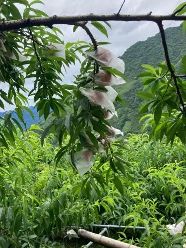 Ảnh La La mountain junlin Farm