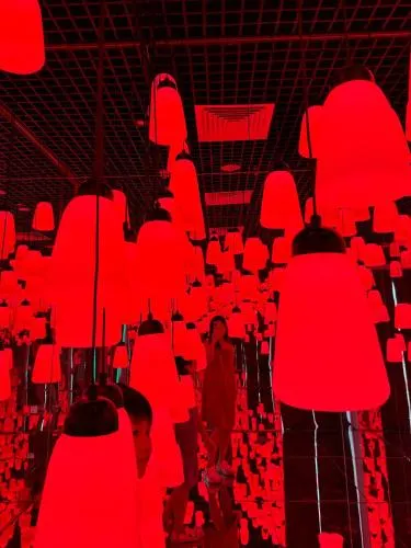 Ảnh flamingo Hải Tiến