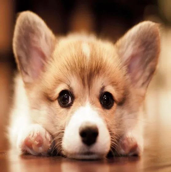 Ảnh Phuong Homestay